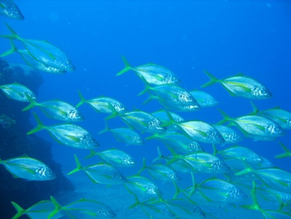 Splash Gomera - PADI Training Centre