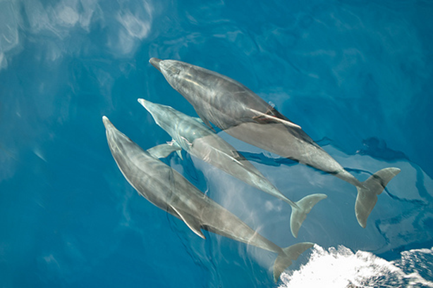 Splash Gomera - PADI Training Centre